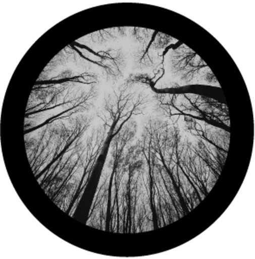 Branches 4