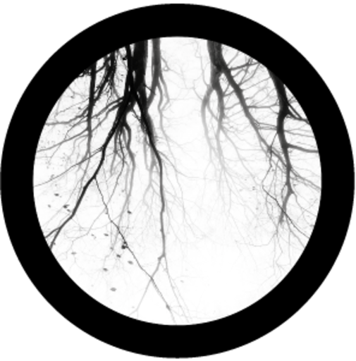 Branches 6