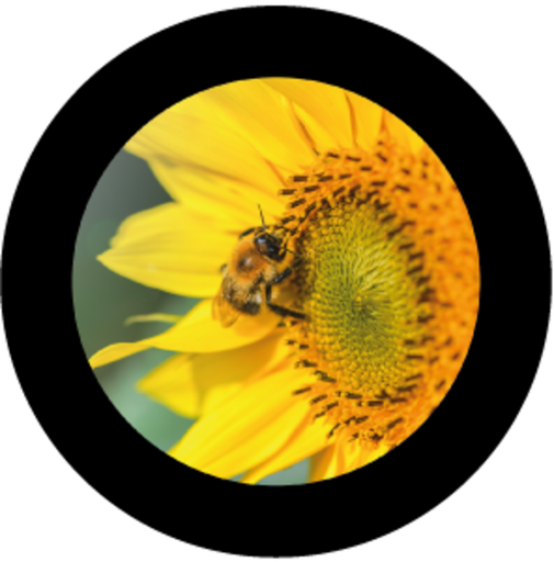 Bumblembee